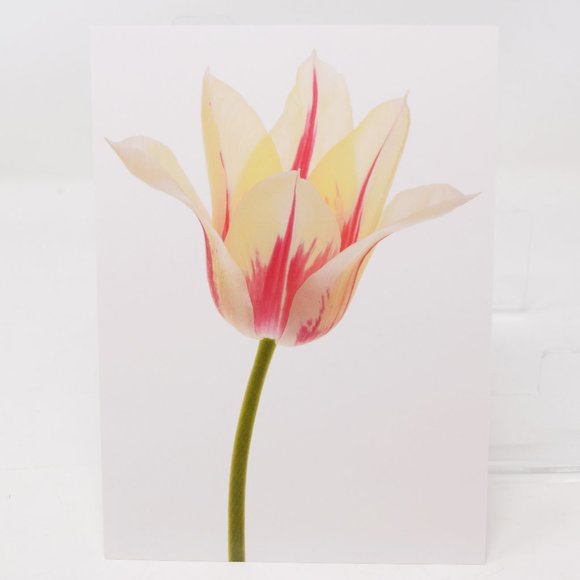 IKEA Kort Art Cards 5x7" Flora Set of 5 Floral Flowers Gallery Prints Retired - Picture 10 of 15